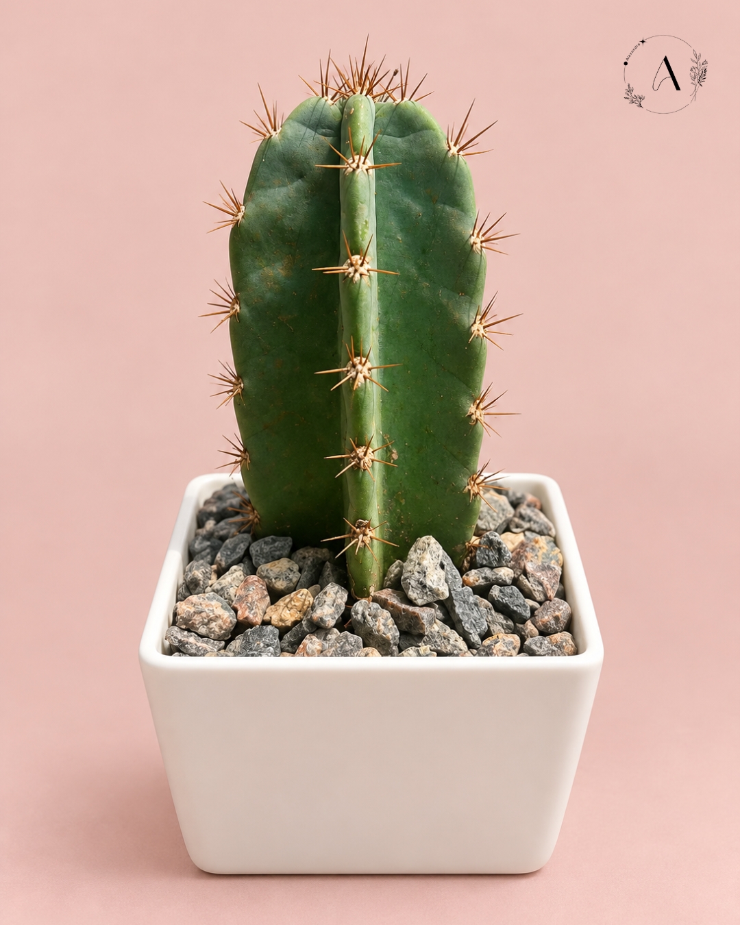 Plant arrangement
