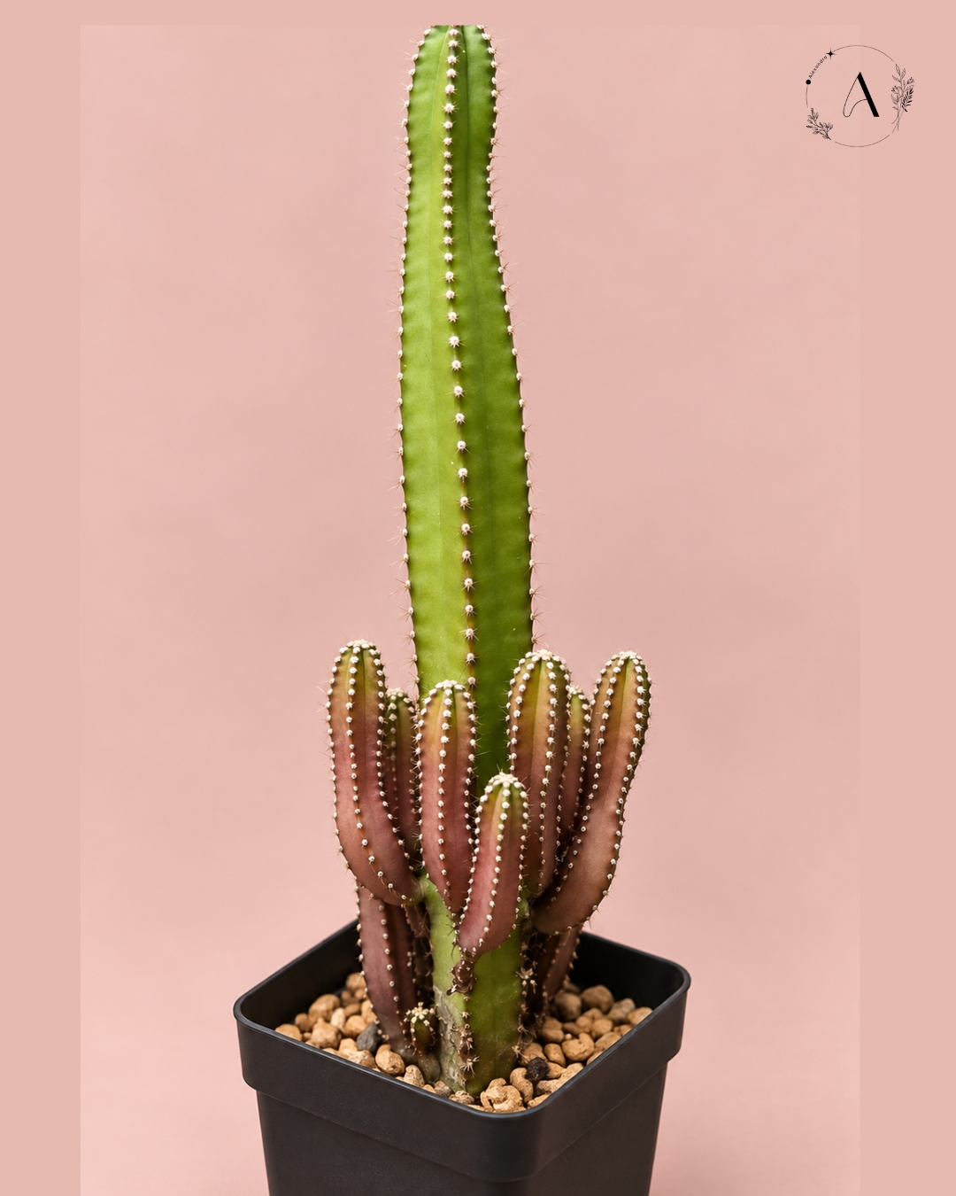 Plant arrangement