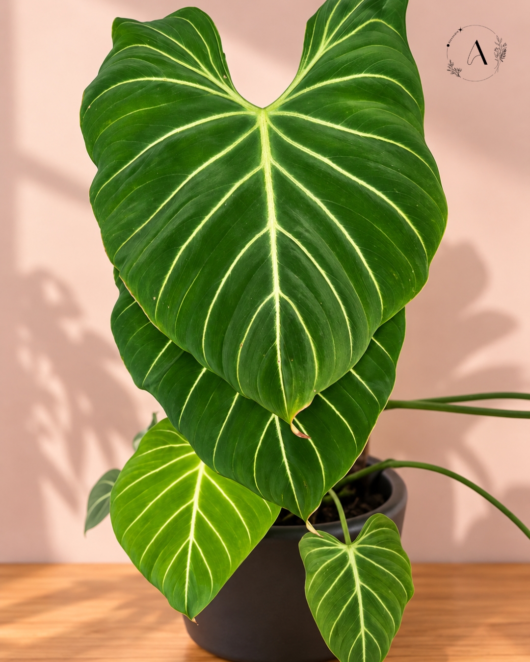 Plant arrangement